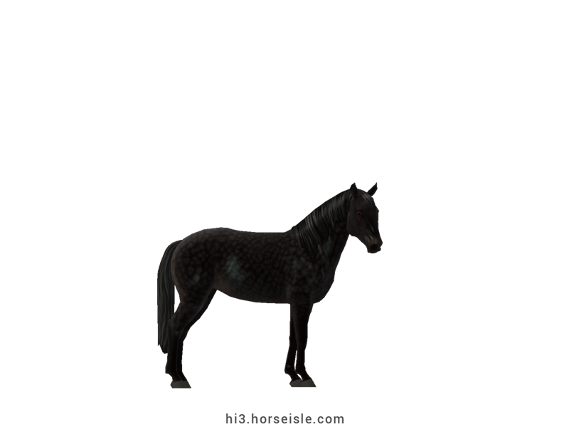Kentucky Mountain Saddle Horse - Type A Ebony Black Coat